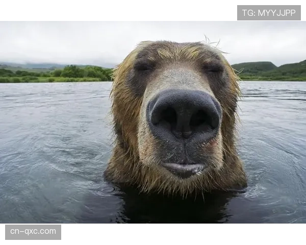 棕熊新援扎哈罗夫融入顺利 贡献关键得分
